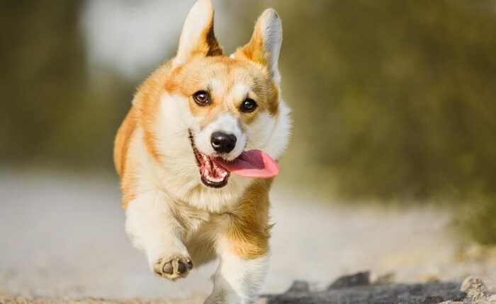 beli anjing