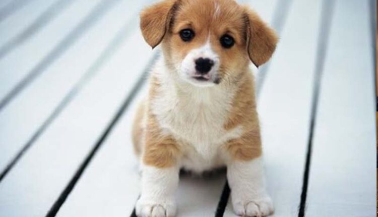 Membeli Anjing